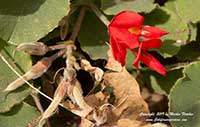 Kennedia prostrata, Running Postman Vine