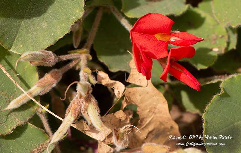 Kennedia prostrata, Running Postman