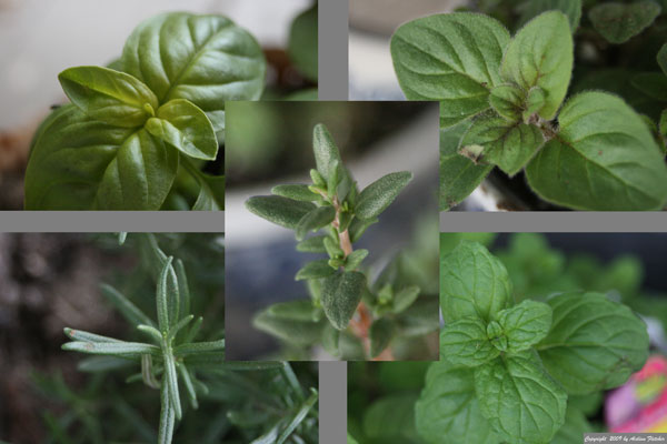 Kitchen Herb Garden