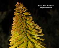 Kniphofia Rockette Yellow, Rockette Yellow Red Hot Poker