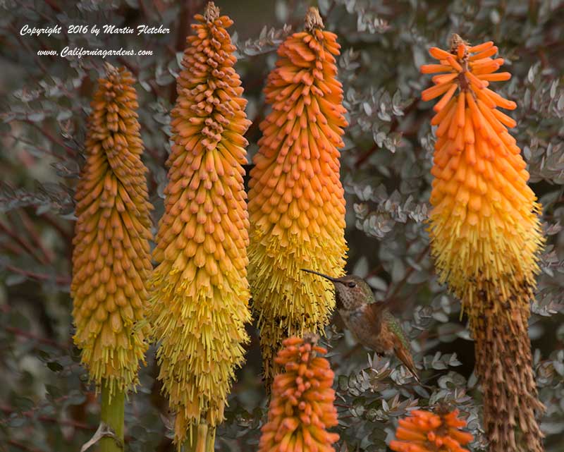 Kniphofia Blaze, Red Hot Poker