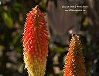 Kniphofia Christmas Cheer, Christmas Cheer Red Hot Poker