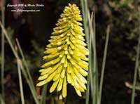 Kniphofia Malibu Yellow, Malibu Yellow Poker