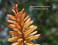 Kniphofia Shining Sceptre, Shining Sceptre Red Hot Poker
