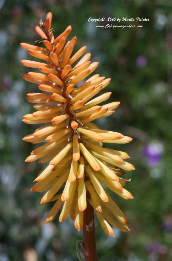 Kniphofia Shining Sceptre, Orange Hot Poker