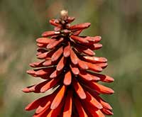 Kniphofia Orange Flame, Orange Flame Red Hot Poker