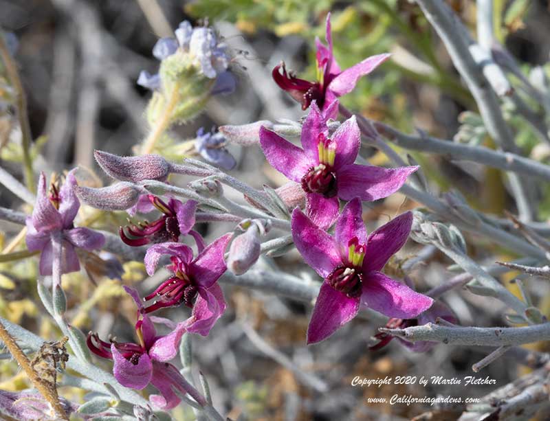 Krameria bicolor, White Rhatany