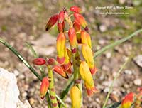 Lachenalia aloides quadricolor, Cape Cowslip