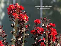 Lagerstroemia Crimson Red, Crimson Red Crepe Myrtle