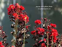 Crimson Red Crape Myrtle, Lagerstroemia Crimson Red