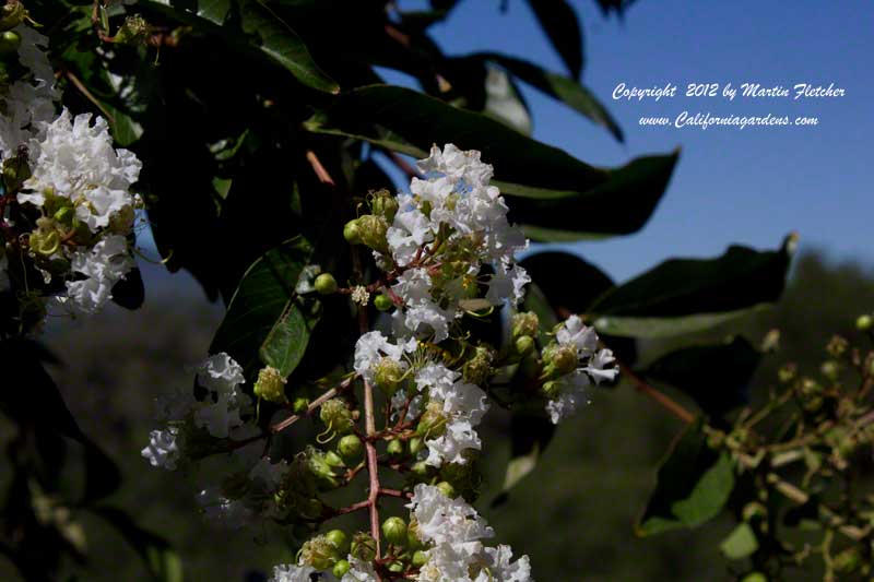 Lagerstroemia Natchez, White Crape Myrtle