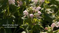 Lamium maculatum Shell Pink, Shell Pink Spotted Dead Nettle