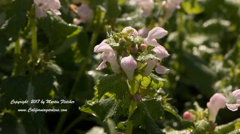 Lamium maculatum Shell Pink, Spotted Dead Nettle