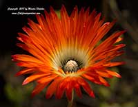 Lampranthus aureus Orange Form, Orange Ice Plant