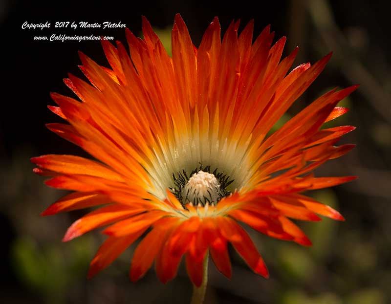 Lampranthus aureus Orange Form, Ice Plant