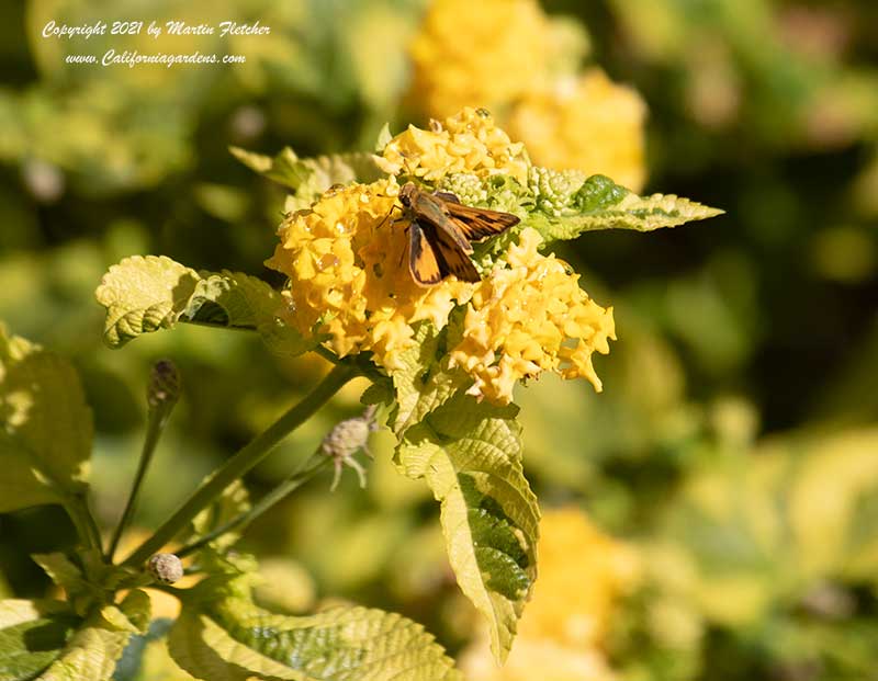 Lantana variegata Lemon Swirl