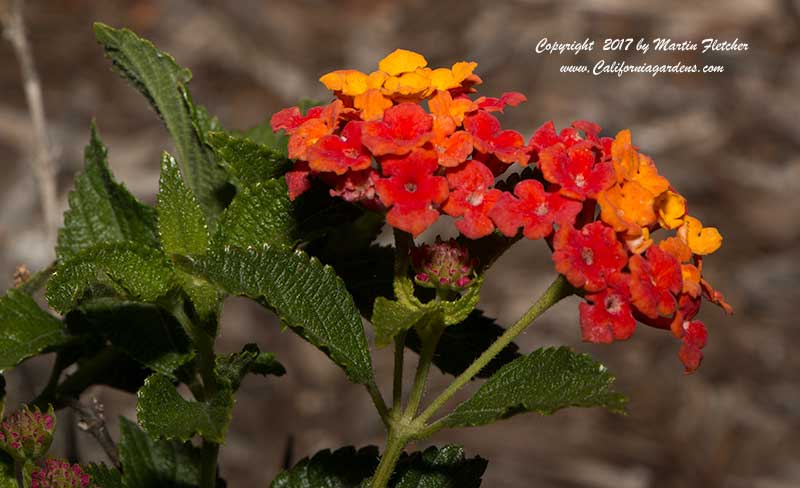 Lantana Luscious Citrus Blend