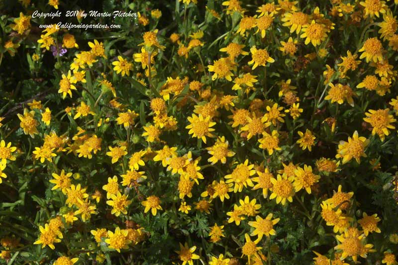 Lasthenia californica, Goldfields