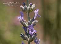 Lavandula Fred Boutin, Fred Boutin Lavandin