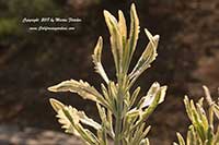 Lavandula allardii Meerlo, Variegated Allard's Lavender