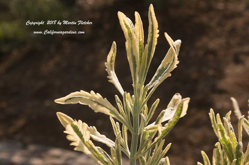 Lavandula X allardii Meerlo, Variegated Allards Lavender