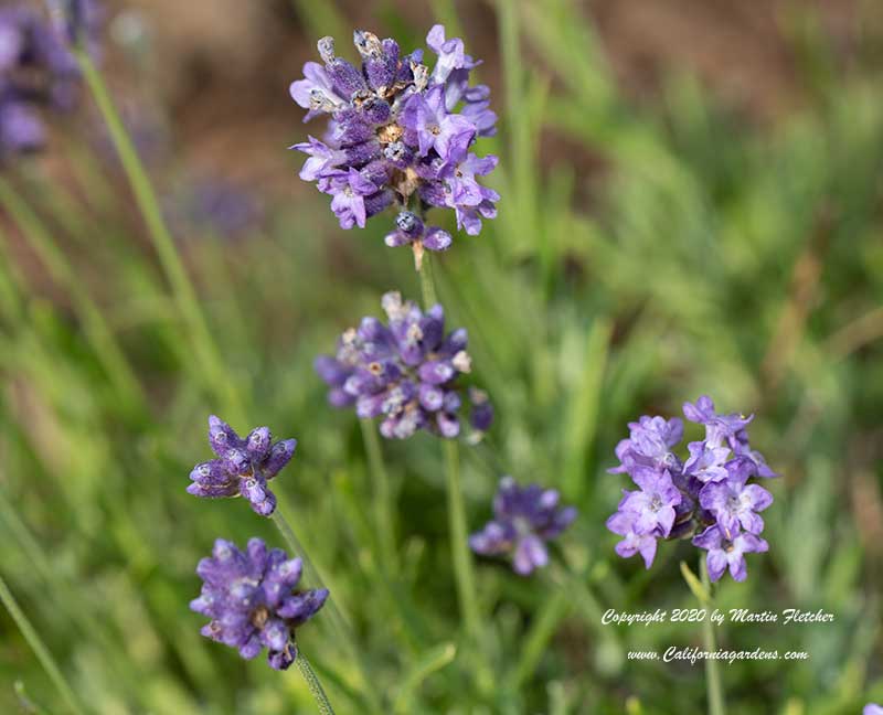 Lavandula angustifolia Hidcote, Hidcote English Lavender