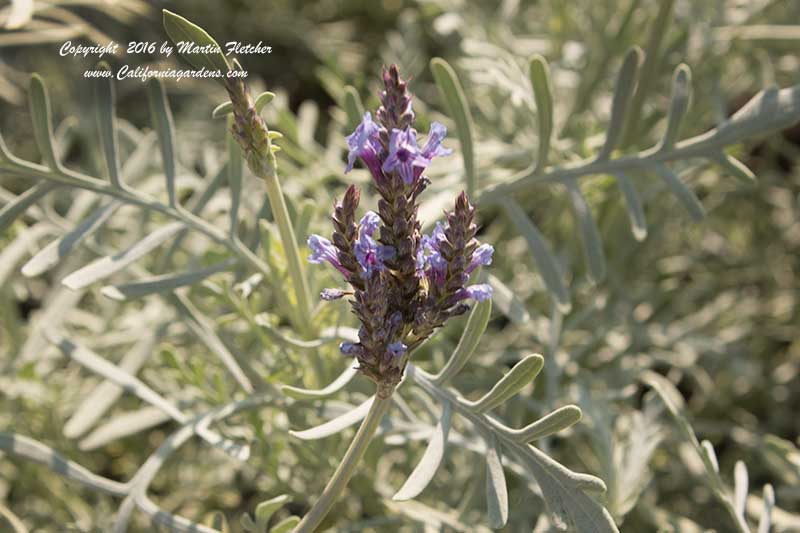 Lavandula pinnata buchii Campo Silver