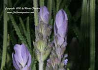 Lavandula dentata, French Lavender