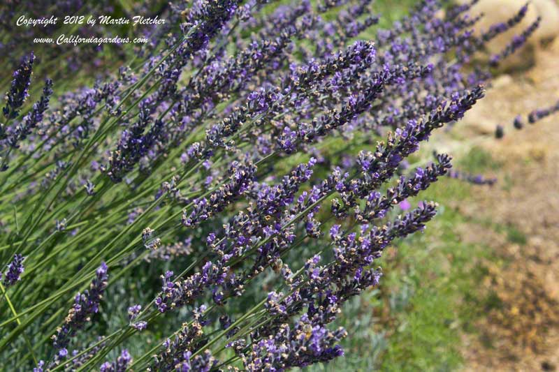 Lavandula intermedia Grosso, Lavandin