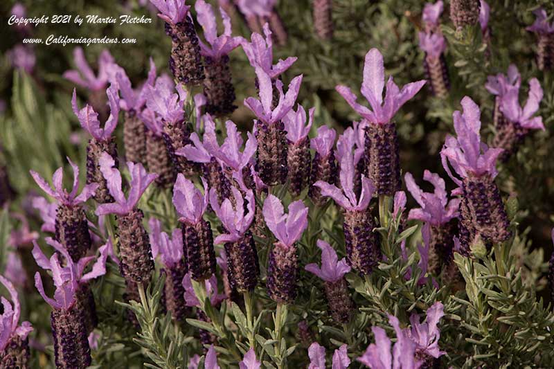 Lavandula stoechas Madrid Purple