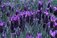 Lavandula stoechas Otto Quast, Otto Quast Spanish Lavender