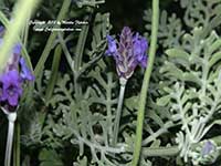 Lavandula pinnata buchii, Jagged Lavender
