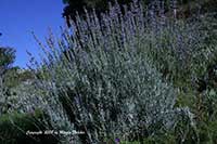 Lavandula Provence, Provence Lavandin