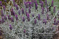 Lavandula stoechas Silver Anouk, Silver Anouk Spanish Lavender
