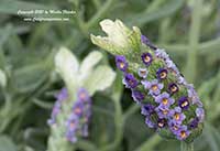 Lavandula stoechas Javelin Forte White, Javelin Forte White Spanish Lavender
