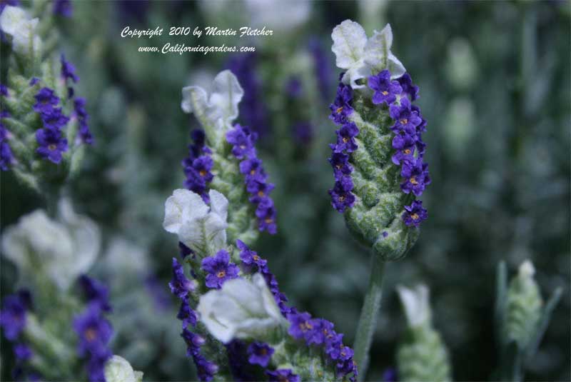 Lavandula stoechas Coco Blue White