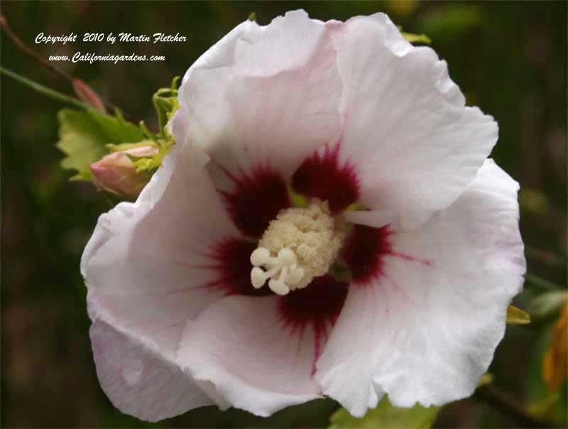 Lavatera Barnsley