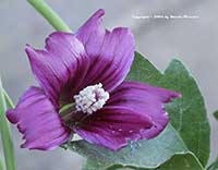 Tree Mallow, Lavatera assurgentifolia