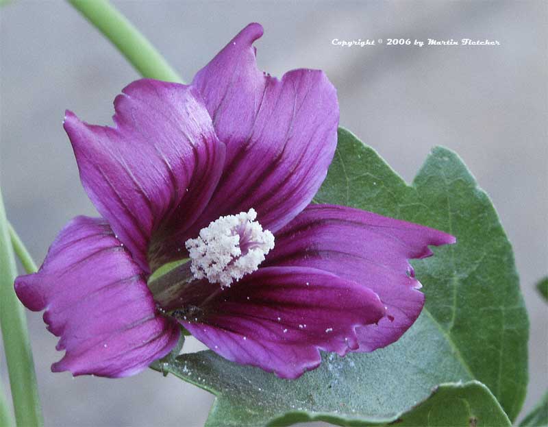 Lavatera assurgentiflora, Tree Mallow, Island Mallow