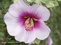 Lavatera bicolor, Bush Mallow