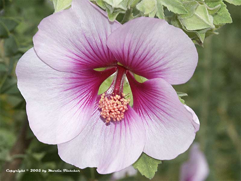 Lavatera bicolor