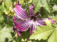 Lavatera Purisima, Purisima Tree Mallow