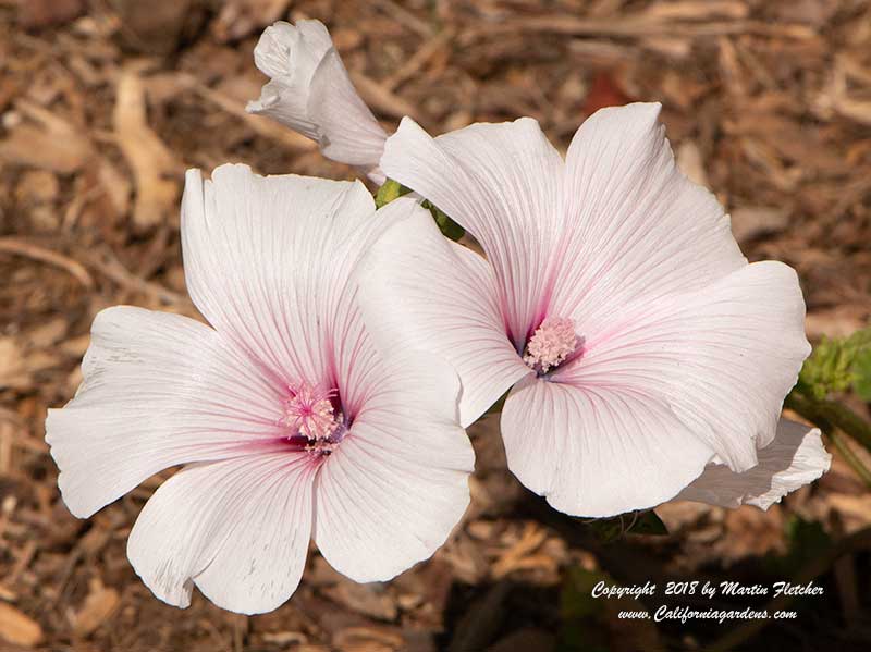 Lavatera trimestris Pink Blush, Annual Mallow