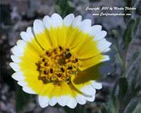 Layia platyglossa, Tidy Tips