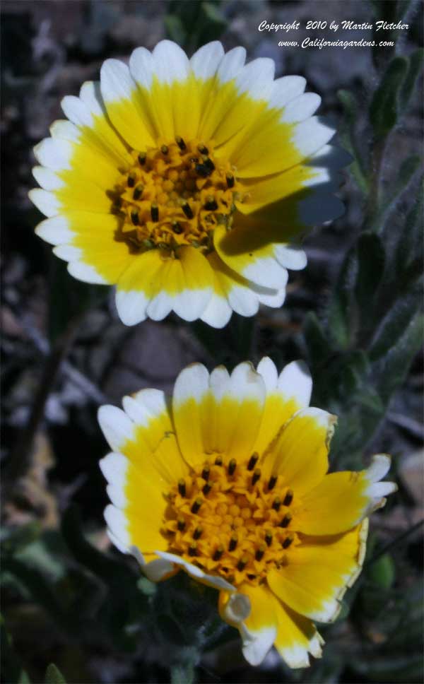 Layia platyglossa, Tidy Tips