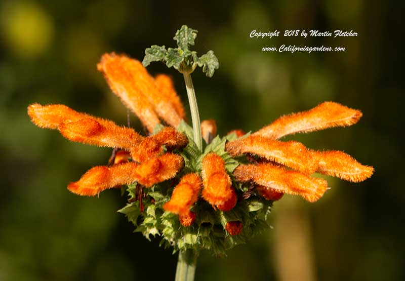 Leonotis menthifolia, Dwarf Lion's Tail