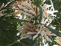 Leonotis loenurus alba, White Lion's Tail