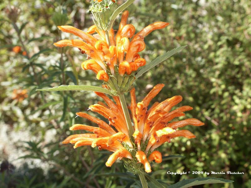 Leonotis leonurus, Lion's Tail