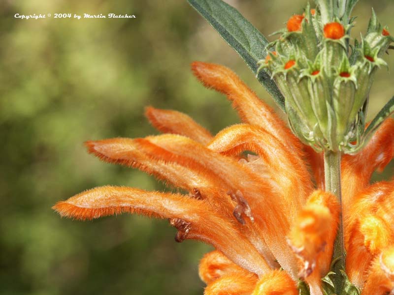 Lion's Tail Flowers