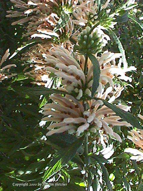 Leonotis leonurus alba, white